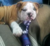 Frankie and his rope.webp