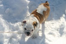 Bsnow.jpg Bsnow.jpg
