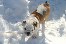 Bsnow.webp