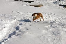 Tsnow.jpg Tsnow.jpg