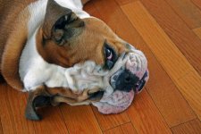 Tallulah Head.jpg Tallulah Head.jpg