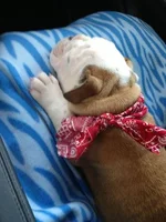 Mayhem-5-16-13-(10-Weeks).webp Mayhem-5-16-13-(10-Weeks).webp