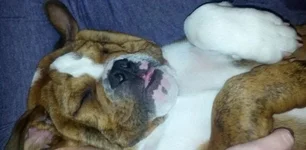 Ike_sleep.webp