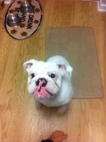 ImageUploadedByTapatalk1360090073.107056.webp