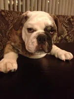 seamus feb 3.webp