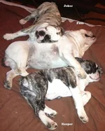 bb_all3_sleeping.webp bb_all3_sleeping.webp
