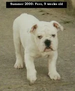 bb_Fero_klein.webp