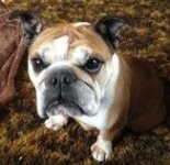 daisey BD IBR.jpg daisey BD IBR.jpg