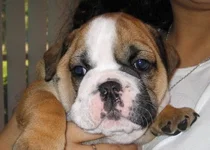 Diva at 4 weeks.webp