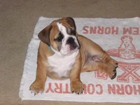 Petunia at 2.5 months.webp
