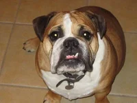 Staring Diva.webp Staring Diva.webp