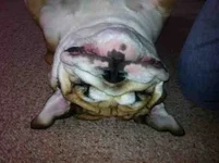 ImageUploadedByTapatalk1357361580.905785.webp