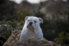 the boss.webp