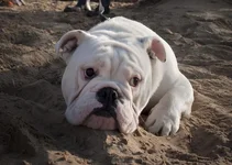 dog in sand.webp