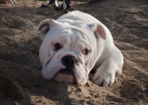 dog in sand.JPG