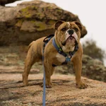 Marlo_ML (1 of 1).webp