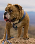 Marlow_mtlemmon (1 of 1).webp