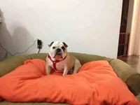 ImageUploadedByTapatalk1365047612.246579.webp