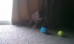 IMAG4509[1].webp