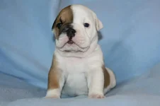 Remy 1 month.webp