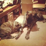 Abi and Seamus.webp