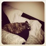 Sleepy Seamus.webp