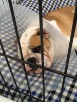 Sick Bruno.jpg Sick Bruno.jpg