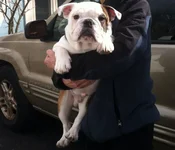 little henry.webp