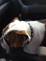 relaxing on my ride with mom.webp