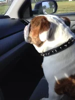 Keeping mom company on her drive.webp