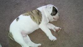Ace 9wks.webp