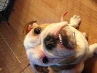 mange 1.webp
