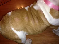 mange 2.webp