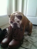 winston1.webp
