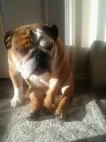winston2.webp