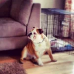 winston4.webp