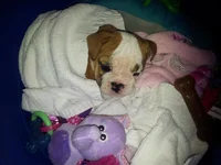Lola's First year 552.webp