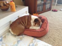mabel sleeping.jpg mabel sleeping.jpg