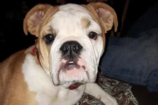 Lola first year one 005.webp
