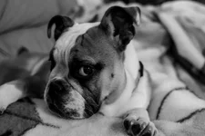 Ellie Mae 3.webp