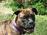 Wrigleypoo.webp