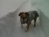 Otis - Blizzard Photo.webp