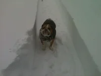 Blizzard Photo #2.webp
