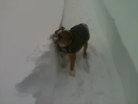 Blizzard Photo #3.webp