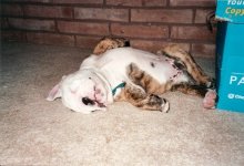 Samson puppy sleeping.jpg Samson puppy sleeping.jpg