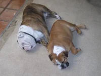 Sleeping dogs lying.webp Sleeping dogs lying.webp