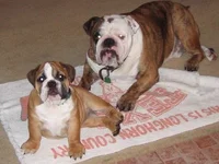 Samson an Petunia jan 2005.webp Samson an Petunia jan 2005.webp