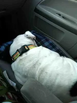 ImageUploadedByTapatalk1360604386.009924.webp