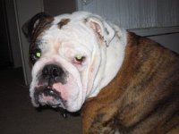 Samson and the look.jpg Samson and the look.jpg