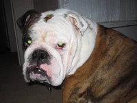 Samson and the look.webp Samson and the look.webp